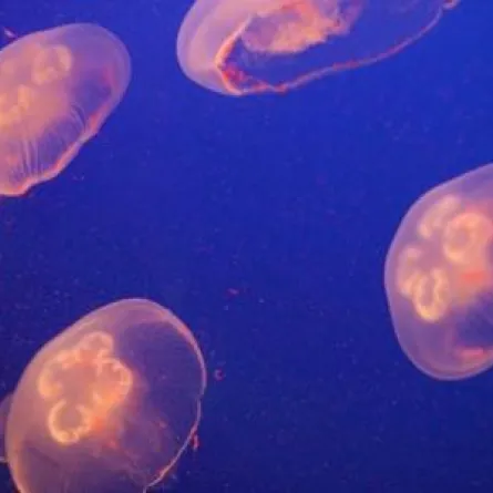 مخلوقات لاتموت أبدًا... تعرفوا إليها