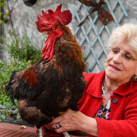 قصة محاكمة الديك «موريس»!