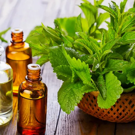 فوائد زيت النعناع للشعر