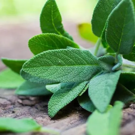 فوائد المريمية للنساء في بضعة سطور...