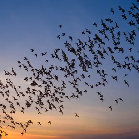 الخفاش العملاق يرعب سكان مدينة برازيلية!