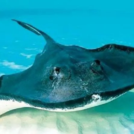 شاهد :  مخلوق بحري عملاق سمكة القرش بجانبه لا تساوي شيئاً