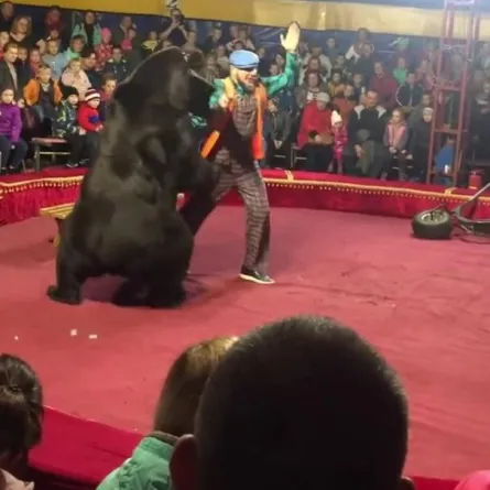 بالفيديو... دب يهاجم مدربه أثناء أحد عروض السيرك