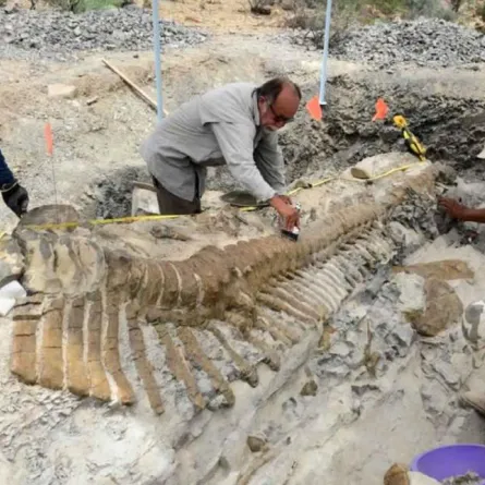 حفريات تظهر تطور الثدييات على كوكب الأرض