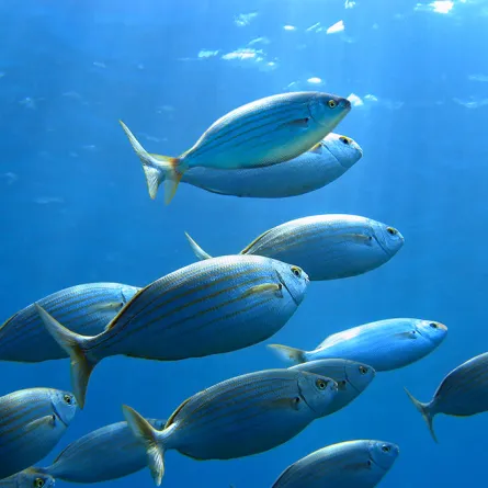 أسماك تتغلب على نقص الأوكسجين عبر طفرات جينية جديدة