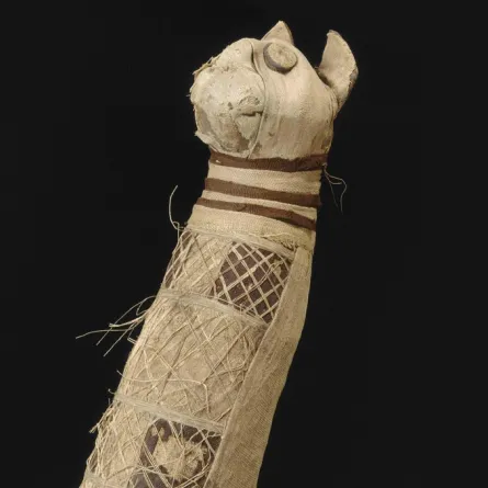 مومياء قطة أغرب اكتشاف فرعوني! 