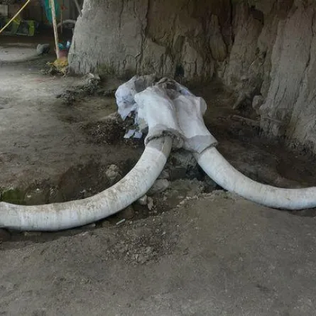 العثور على مصيدة عمرها 15 ألف عام تضم رفات الماموث المنقرض