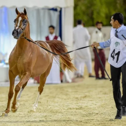 انطلاق بطولة منطقة مكة المكرمة الـ10 لجمال الجواد العربي بجدة