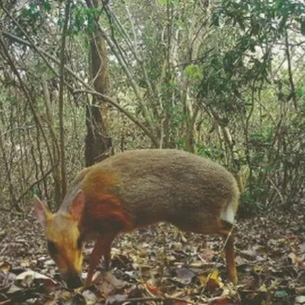 ظهور غزال الشيفوترين الذي يعود تاريخه إلى العصر الحجري