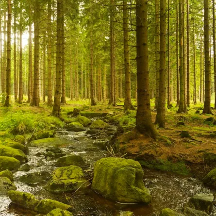 جرذان أسترالية تشرّح الضفادع السامة بدقة الجراحين