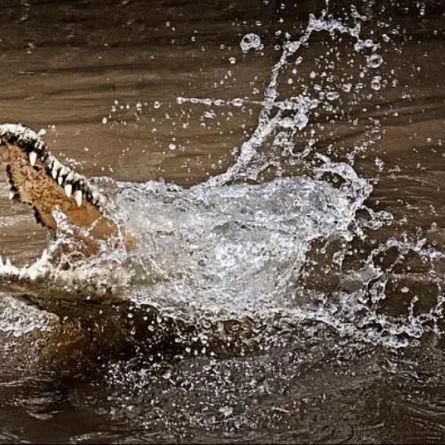 رجل تاه في الغابة لعدة أيام ونجا من الموت بأعجوبة