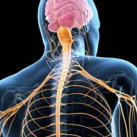 كيف نحافظ على الجهاز العصبي بصحة جيدة؟ 