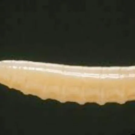 علماء يعثرون على كائن حي عمره 44 مليون عام في راتنج متحجر