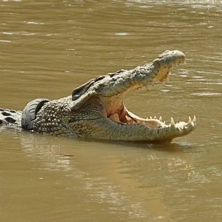 بالفيديو... إطار دراجة نارية يخنق تمساحًا مهددًا بالانقراض