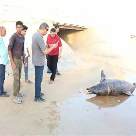زجاجة مياه فارغة تقتل دولفينًا بشواطئ العين السخنة