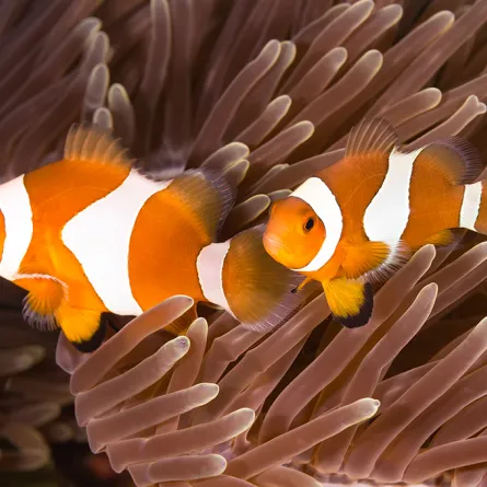 العلماء يحذرون.. نيمو تواجه خطر الانقراض