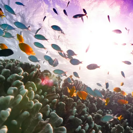 مكبرات الصوت تعيد الحياة للشعاب المرجانية