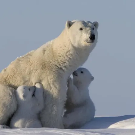 قرى سيبيريا تتعرض لهجوم شرس من الدببة القطبية
