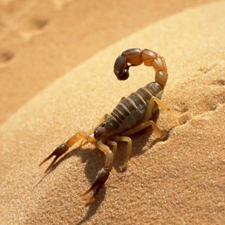 أثناء رحلة جوية... سيدة تتعرض للدغة عقرب