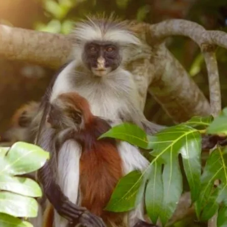 حيوانات لن نراها مجدداً