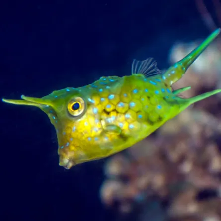 أغرب أنواع الأسماك سمكة البقرة