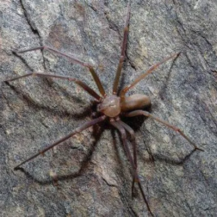 اكتشاف سلالة من العناكب تُسبب تعفُّن اللحم البشري بلدغة واحدة