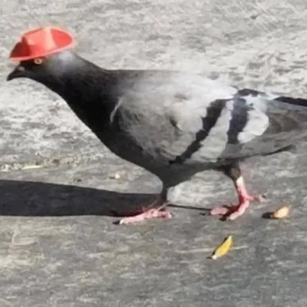 حمام يرتدي قبعات «الكاوبوي»!