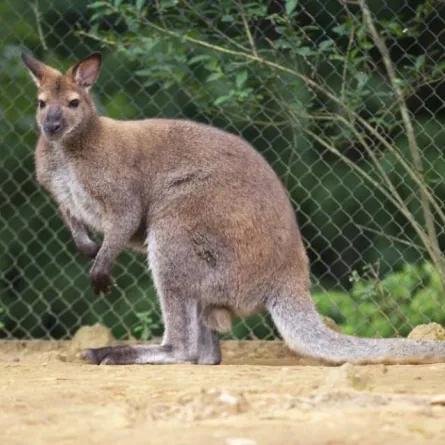أصاب مواطنين وخرب حدائق.. كنغر يثير الرعب  في أستراليا