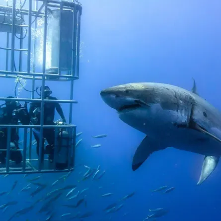 قرش يقتحم قفص الغواصين