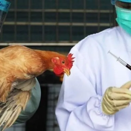 اكتشاف أجسام مضادة تحمي من عدوى إنفلونزا الطيور