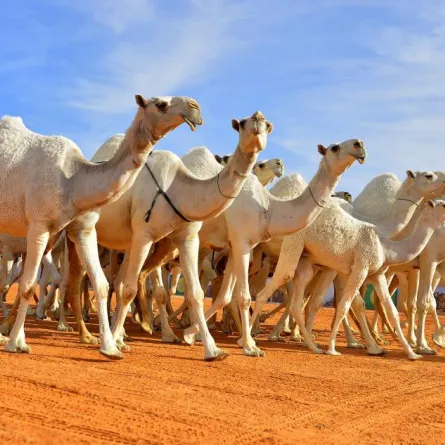مسابقة «القعود قعودك لا طرحته» بمهرجان الملك عبدالعزيز للإبل