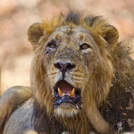 ذهب لقضاء حاجته في الغابة فالتهمه أسد