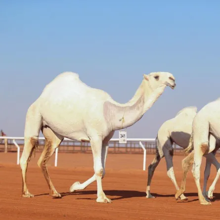 في السعودية: "مثبت الشعر".. من تجميل السيدات لتزيين الإبل..!