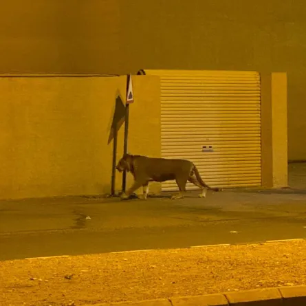 أسد مقيد في عامود إشارة