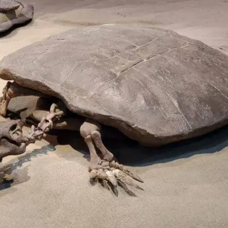اكتشاف بيضة سلحفاة عملاقة طولها 5 أقدام بداخلها جنين متحجر حجمه قريب من كرة التنس