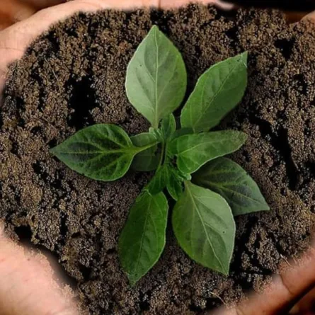 برنامج ريف يعلن تقديم الدعم لـ 5 أنواع من المحاصيل