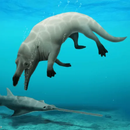 تفاصيل اكتشاف حوت برمائي عاش في مصر قبل 43 مليون عام