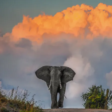 سفاري في "متنزّه الملكة إليزابيث الوطني"