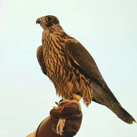 3 صقور ألمانية وايرلندية تشهد تنافسًا قويًّا في المزاد الدولي لمزارع إنتاج الصقور. المصدر (واس)