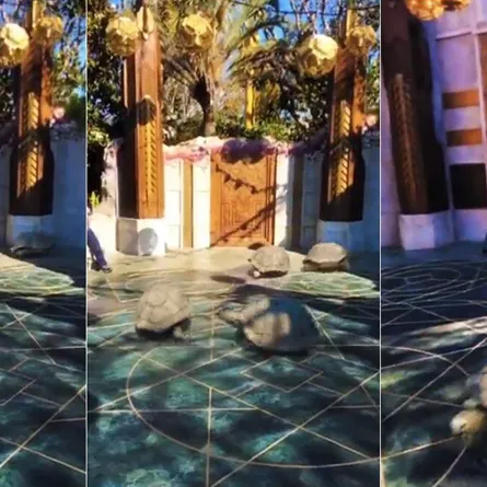 سر فيديو السلاحف الراكضة السريعة