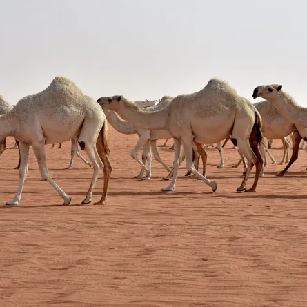 السعودية تنظم مؤتمراً دولياً للاستفادة من منتجات الإبل