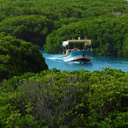 جزيرة فرسان.. "مالديف السعودية" طبيعة ساحرة تستحق الزيارة  