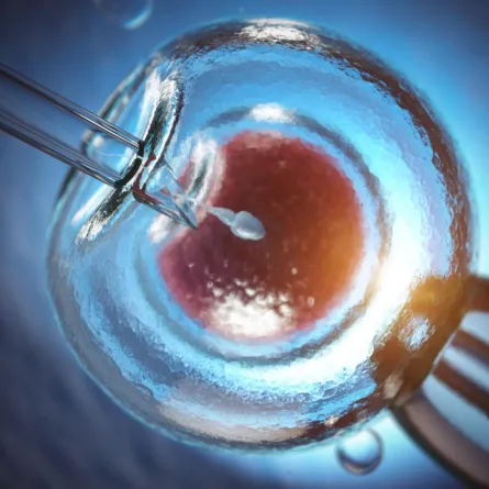 علاقة حجم البويضة بالحمل