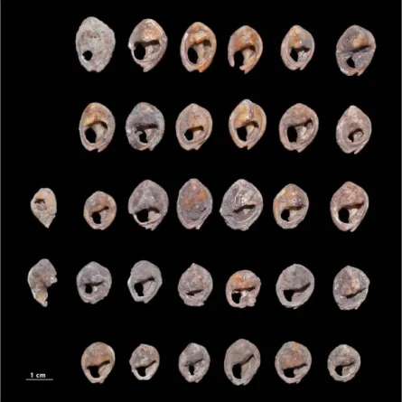 أقدم مجوهرات من الأصداف اكتشفت في المغرب-الصورة من موقع studyfinds