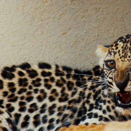 الهيئة الملكية لمحافظة العُلا تعلن ولادة أنثى جديدة من النمر العربي. المصدر (واس)