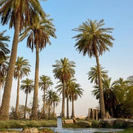 مركز النخيل والتمور بالأحساء يدخل موسوعة غينيس بـ 127 صنفًا من التمر