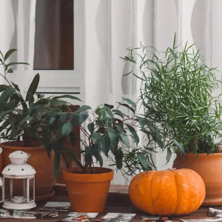 تنسيق النباتات الداخليّة    