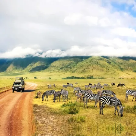 رحلة سفاري خالية من المخاطر