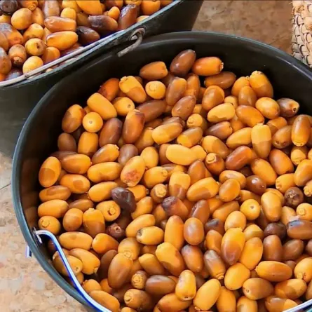 التحكم بمستوى السكر لدى مريض السكري أهم بكثير من الاستمتاع بموسم الرطب