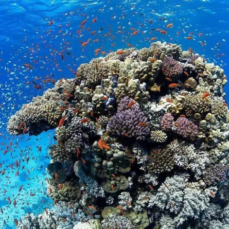 اكتشاف كائنات بحرية عملاقة ونادرة وجزر جديدة في شمال البحر الأحمر - الصورة من واس